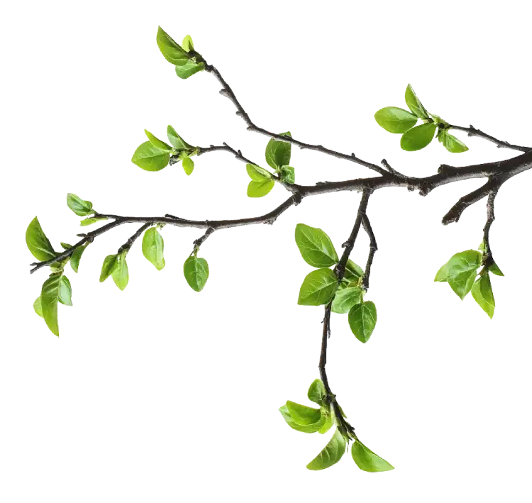 Tea Branch